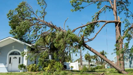 evergreentreeent_tree-removal-services-432w